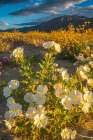 USA, California, Anza Borrego Desert State Park. Blooming desert flowers. Art Print